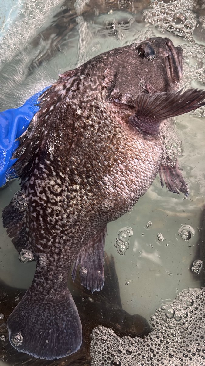 荒木鮮魚店 あらきゆうき 【あらっきー】 tweet media