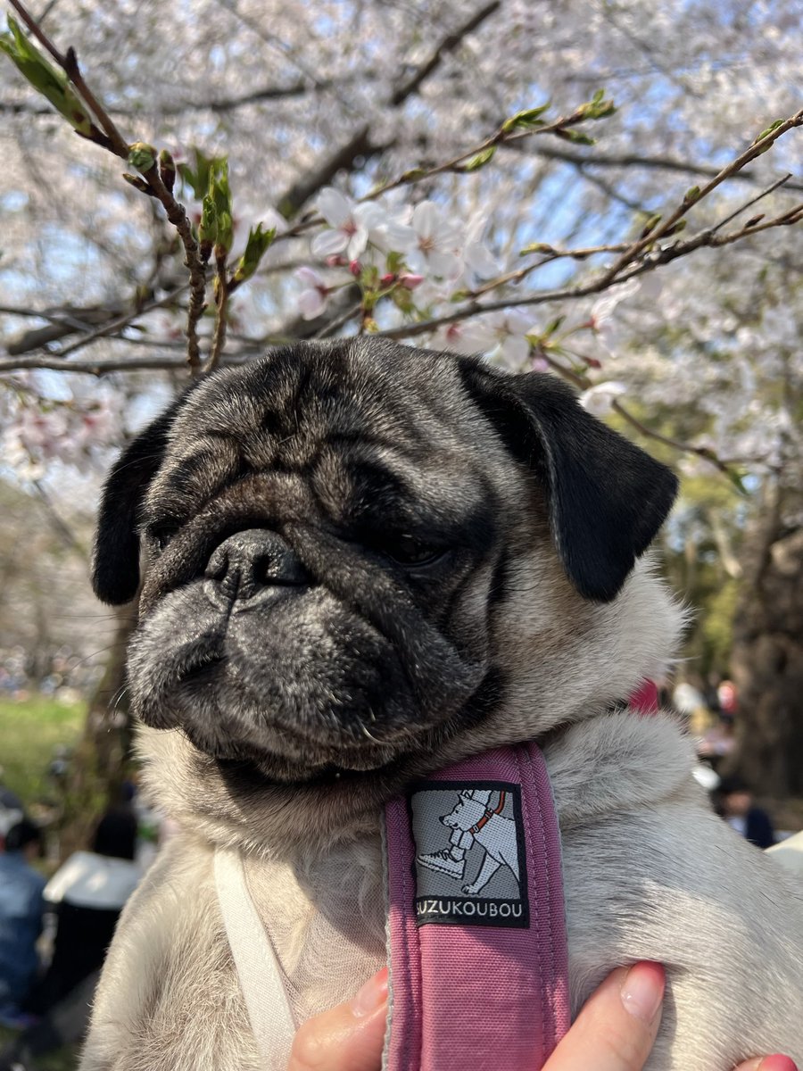 ミニブタのあぽこちぃ tweet media