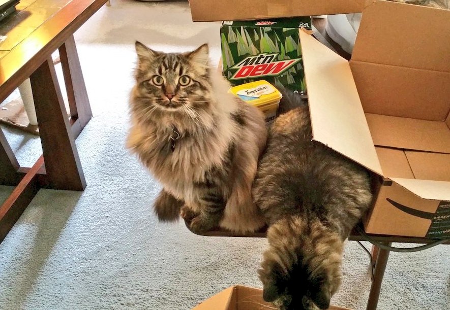 Ray Radlein tweet media