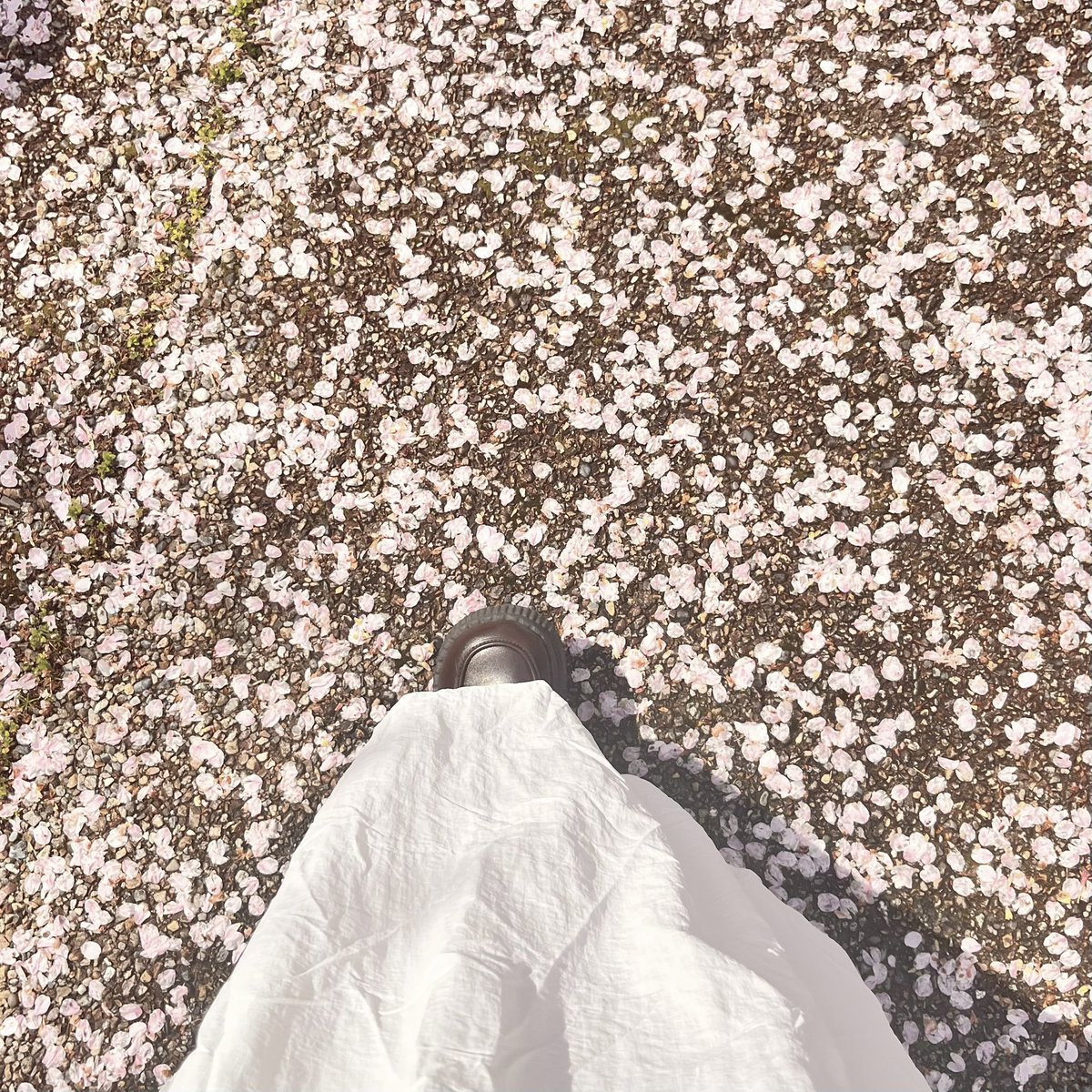 むぎここ tweet media