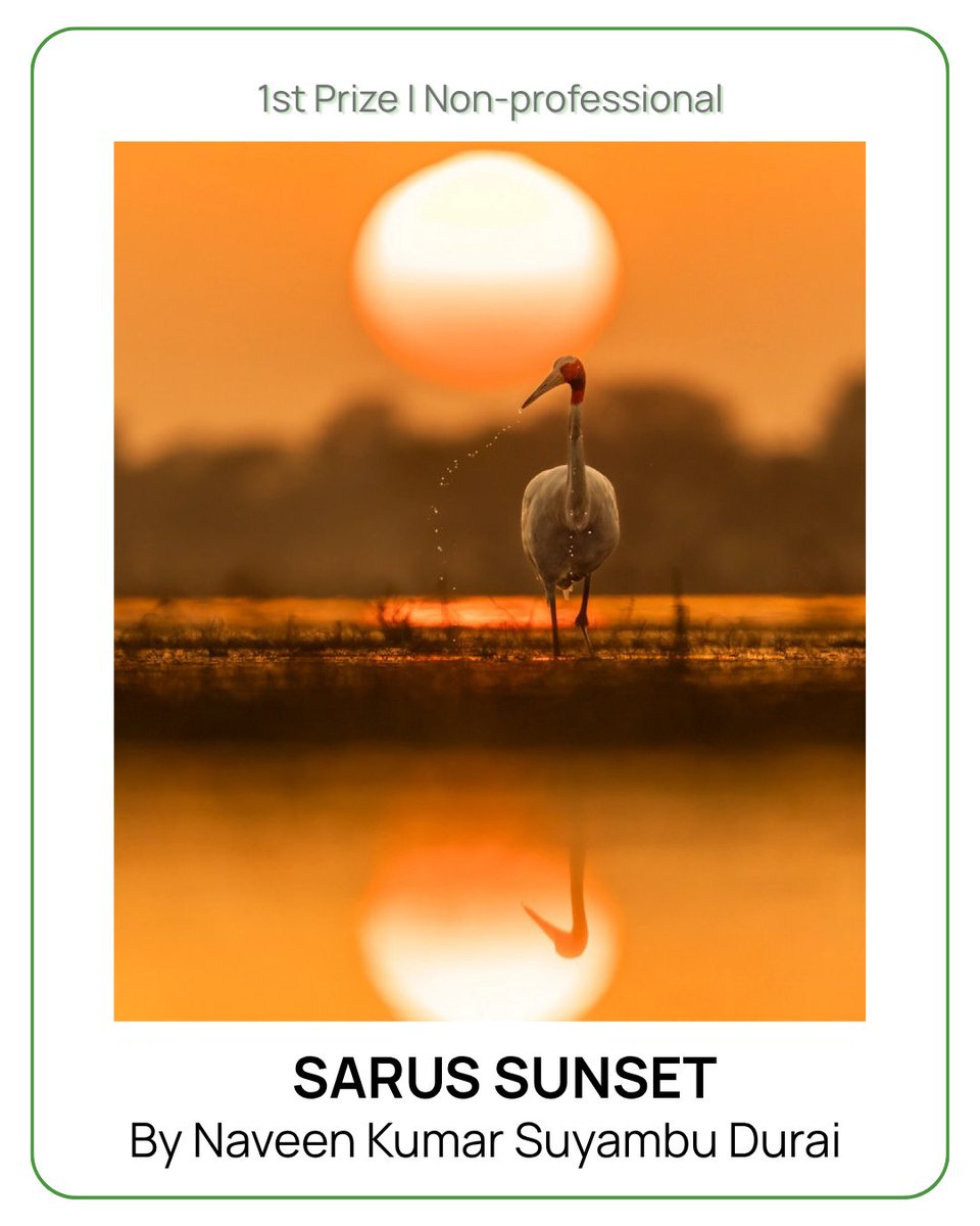 mssrf's tweet image. 🏆 Winning entries of the MSSRF Wetland Photo Contest 2026! 

A huge congratulations to the talented photographers whose work perfectly captures the importance of our #wetlands. View the winning photos and read the excerpts here: mssrf.org/stories-of-cha…

📷 Non-Professional