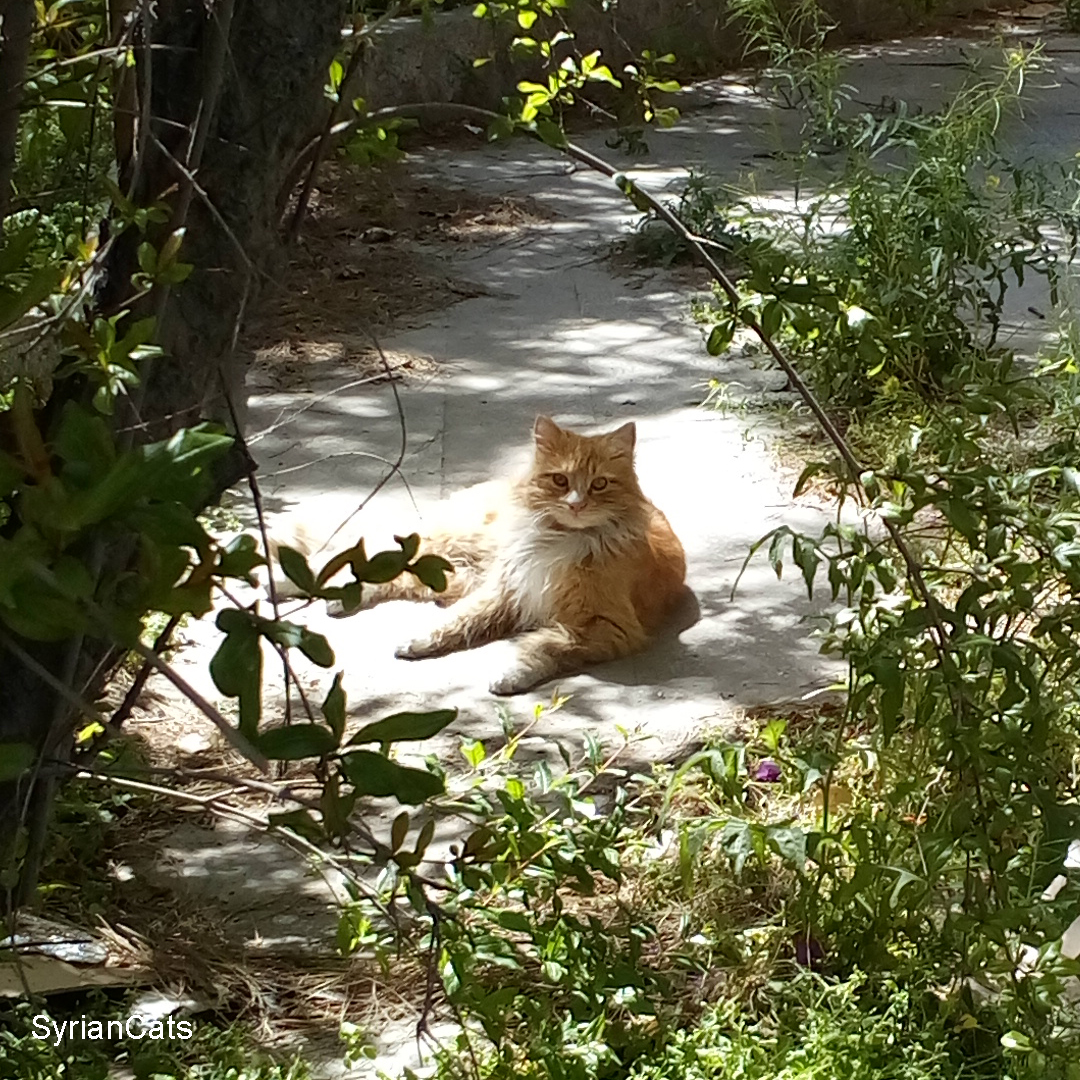SyrianCats's tweet photo. Good morning our friends🥰 https://t.co/sxeDg1Jb29