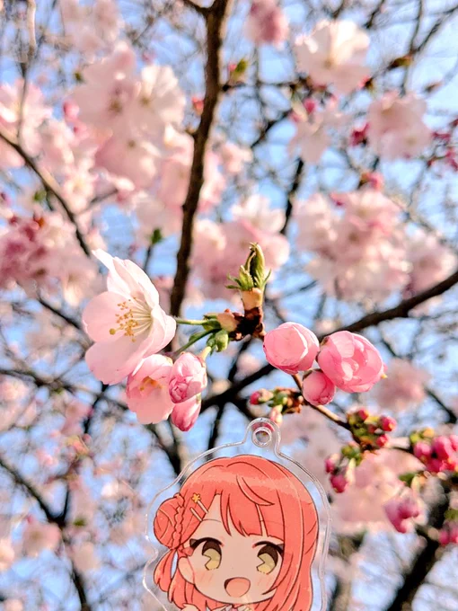 お台場、春めいててとてもいい時期! チューリップが見頃ですごいよかった!かわいい! 桜は木とか品種によってはまだ咲いてないのもあったけどこの木は綺麗に咲いてた