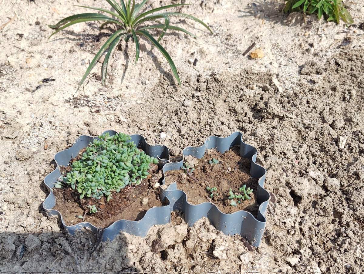 IaTLCMsgwt26E5a's tweet photo. 庭に古墳をつくろう。と。
トタン板で仕切りを入れて、その中に植物を。
とりあえず第一期はこんなもんかな。
その後の出来によっては周濠と堤をつくってみたいものです。 https://t.co/2pHA5itpVl