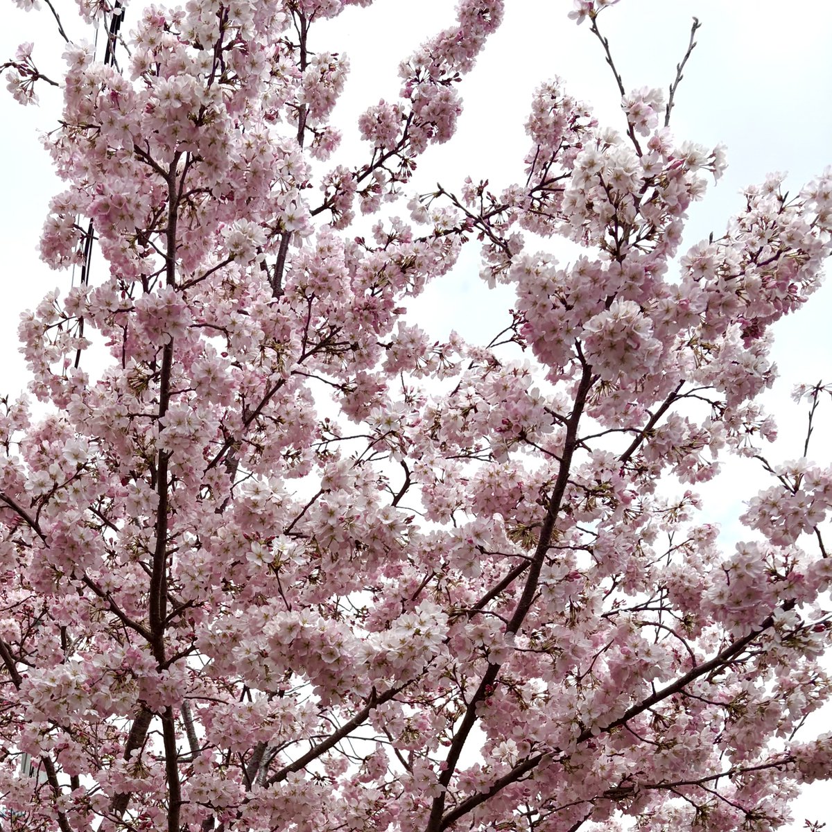 アサミナ | | AsaminaWorks tweet media