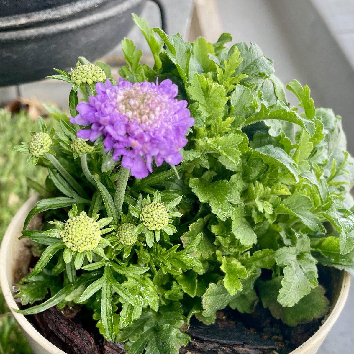 いちじく tweet media