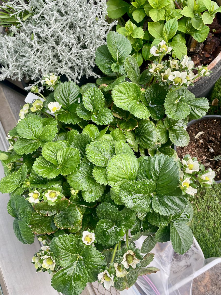 いちじく tweet media