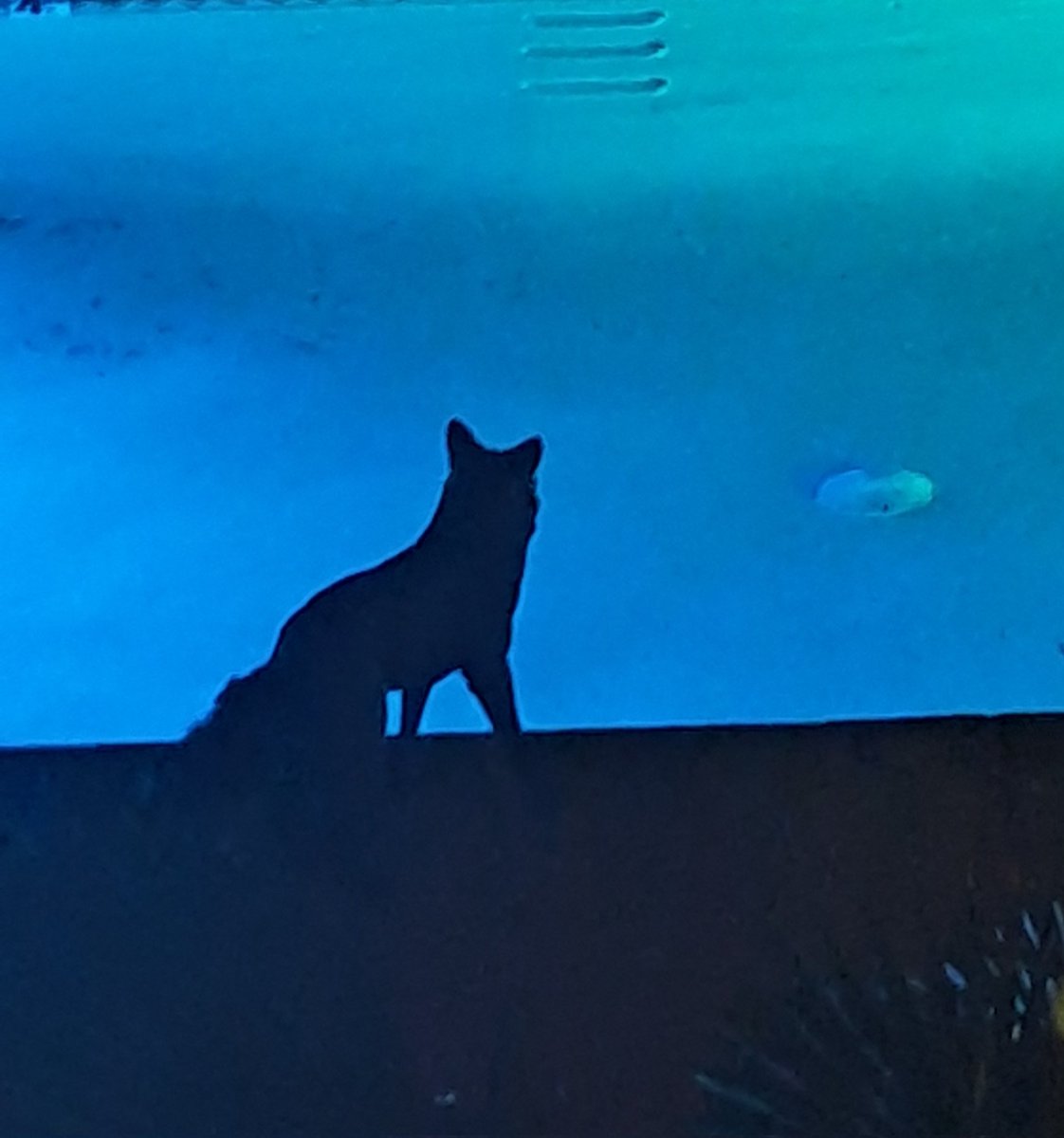 lasssslo tweet media