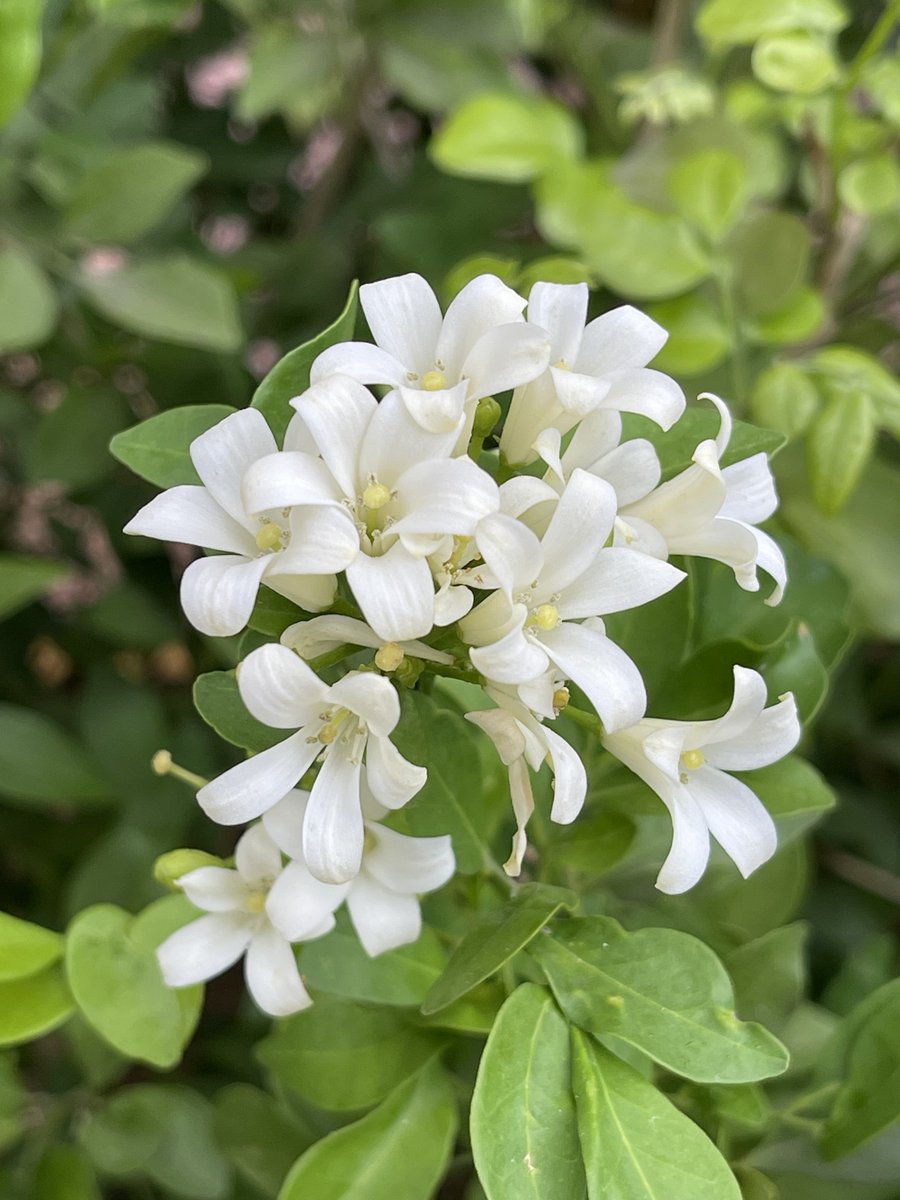 Manas Muduli tweet media