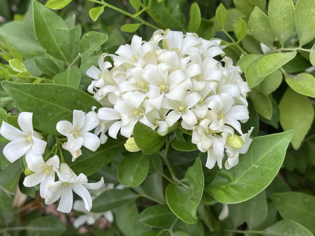 Manas Muduli tweet media