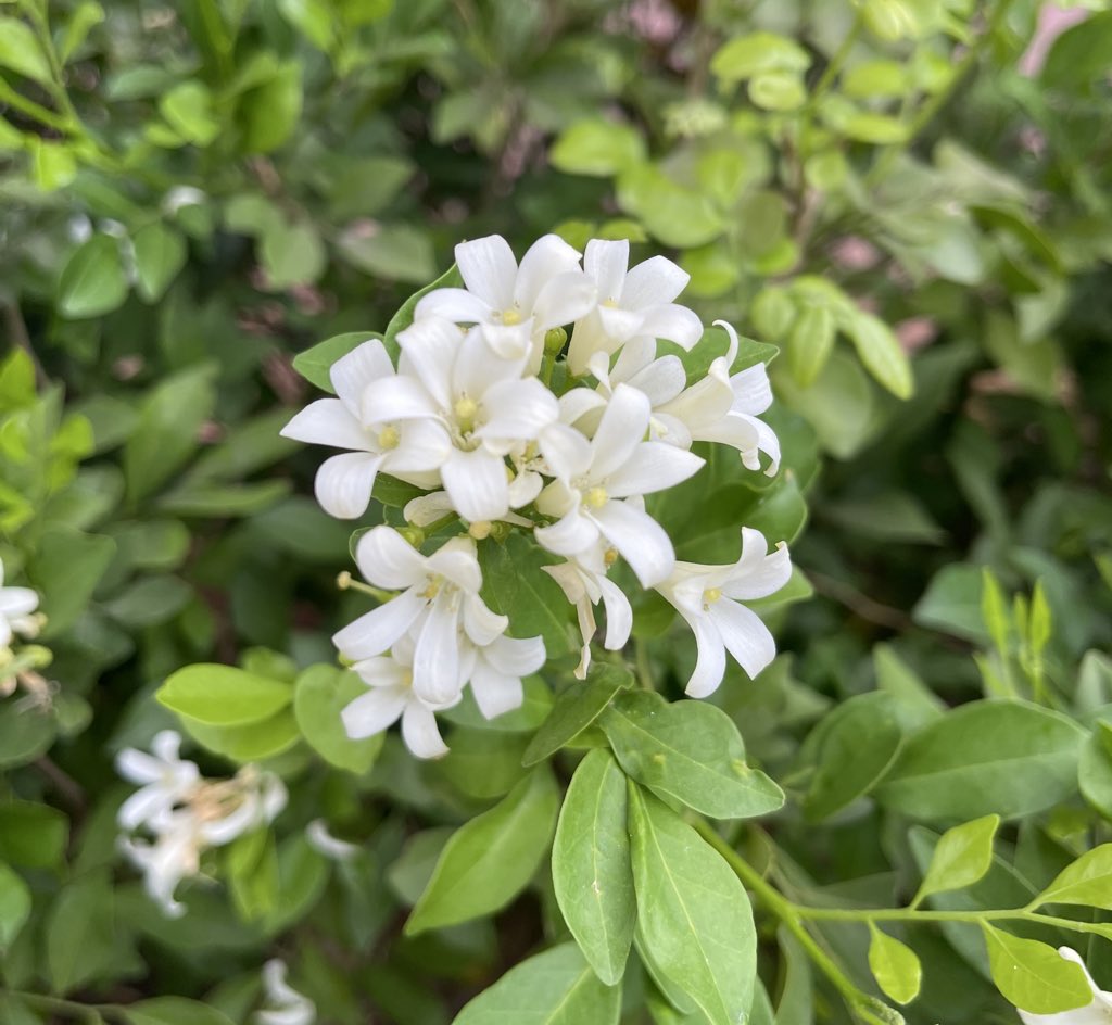 Manas Muduli tweet media