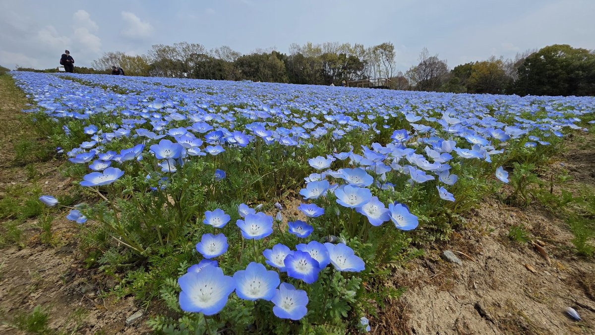 tyk_ym's tweet photo. ネモフィラもきれい https://t.co/2e2h8R3C0y