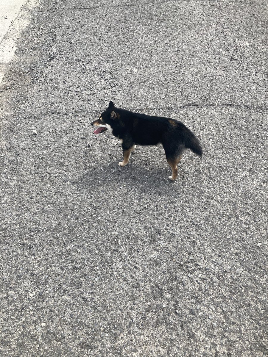 瀬織津姫 tweet media