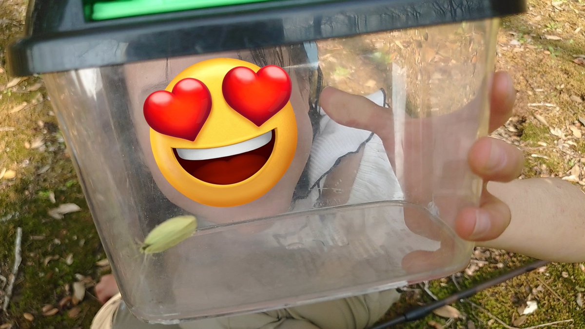 虫めづる母🔰(旧love beetles) tweet media