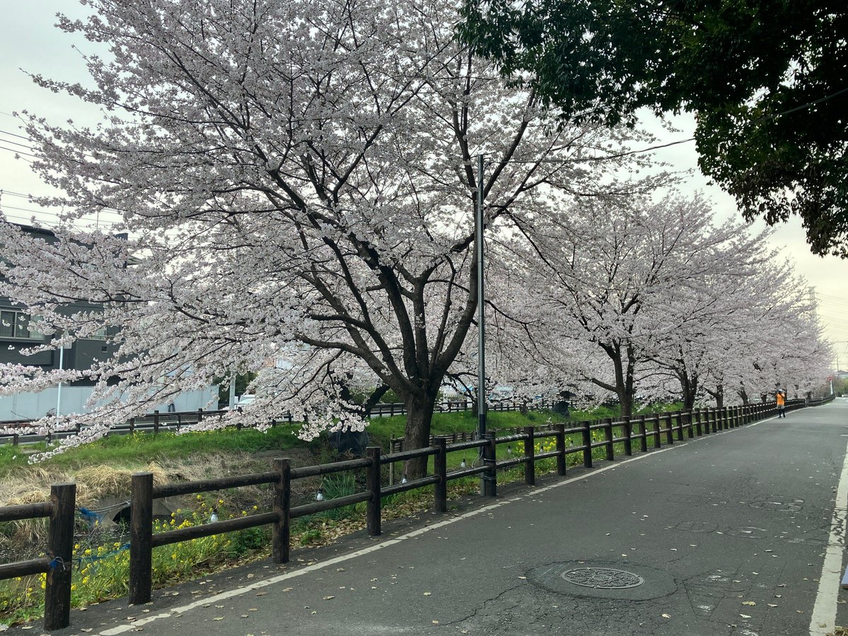 Tobu_to_jo's tweet photo. ＼#東上線 さくら🌸開花情報／
#新河岸川 の #さくら が満開となり、見頃を迎えています🌸✨
春のやわらかな陽気の中、小江戸・川越の街並みとともにお花見をお楽しみいただけます😀
現在、「第35回小江戸川越春まつり」も開催中❗️
ぜひこの機会に、春の #小江戸川越 へお越しください🎶
「#小江戸川越春まつり」詳細はこちら🔽
https://t.co/aFipiUWDCO