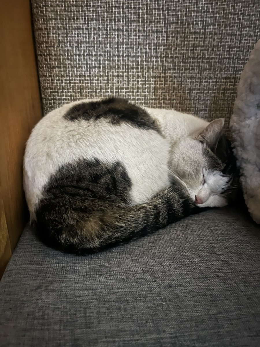 DylonHan tweet media