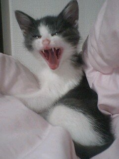 Spooky-Type-K tweet media