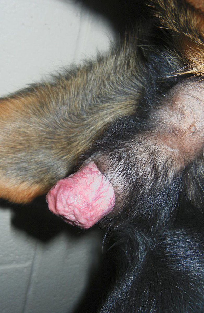 Sonya's ZooClips ζ 💎🎬🐾 tweet media