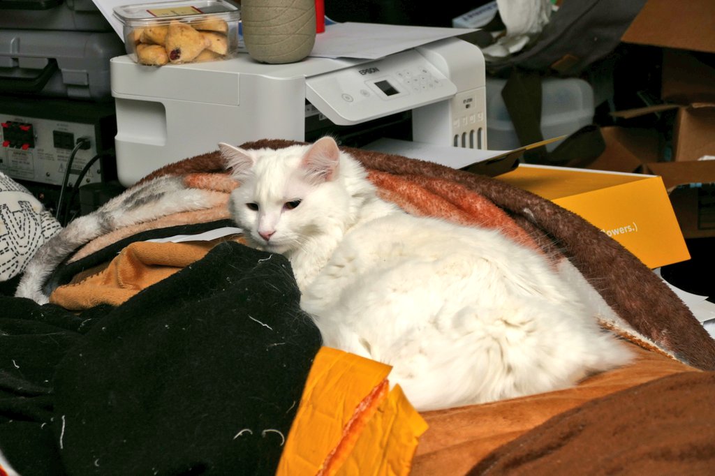 Ray Radlein tweet media