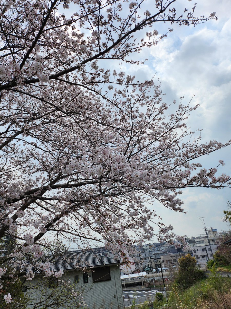 ももたろう tweet media