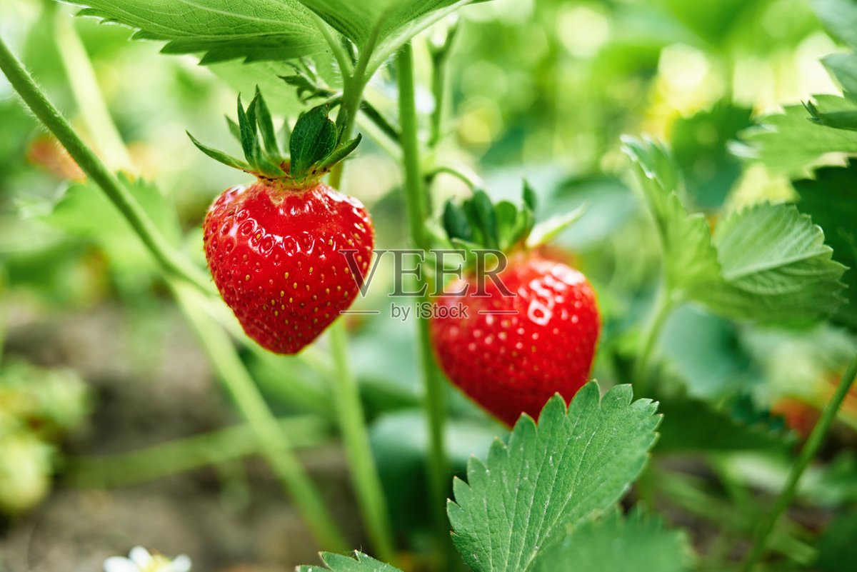 Alexander Schiavonne tweet media