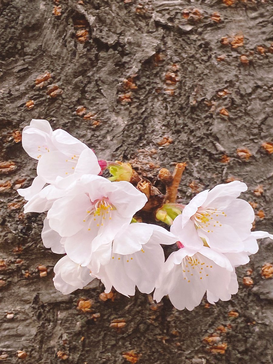 bloom_ej 🎗️🕯️ tweet media