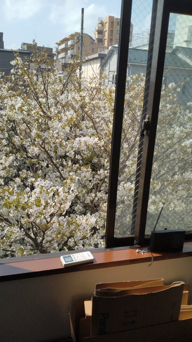 seiichi3287's tweet photo. 現場の桜満開🌸近すぎて有難みか無いのか、それとも誰にも邪魔されないから最高の贅沢なのか貴方はどちらかな？ https://t.co/tJMwj423MK
