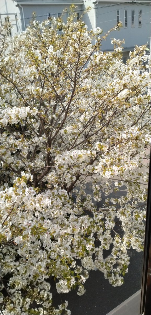 seiichi3287's tweet photo. 現場の桜満開🌸近すぎて有難みか無いのか、それとも誰にも邪魔されないから最高の贅沢なのか貴方はどちらかな？ https://t.co/tJMwj423MK