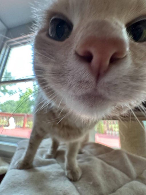 𝔢 𝔩 𝔩 𝔦 𝔢 tweet media