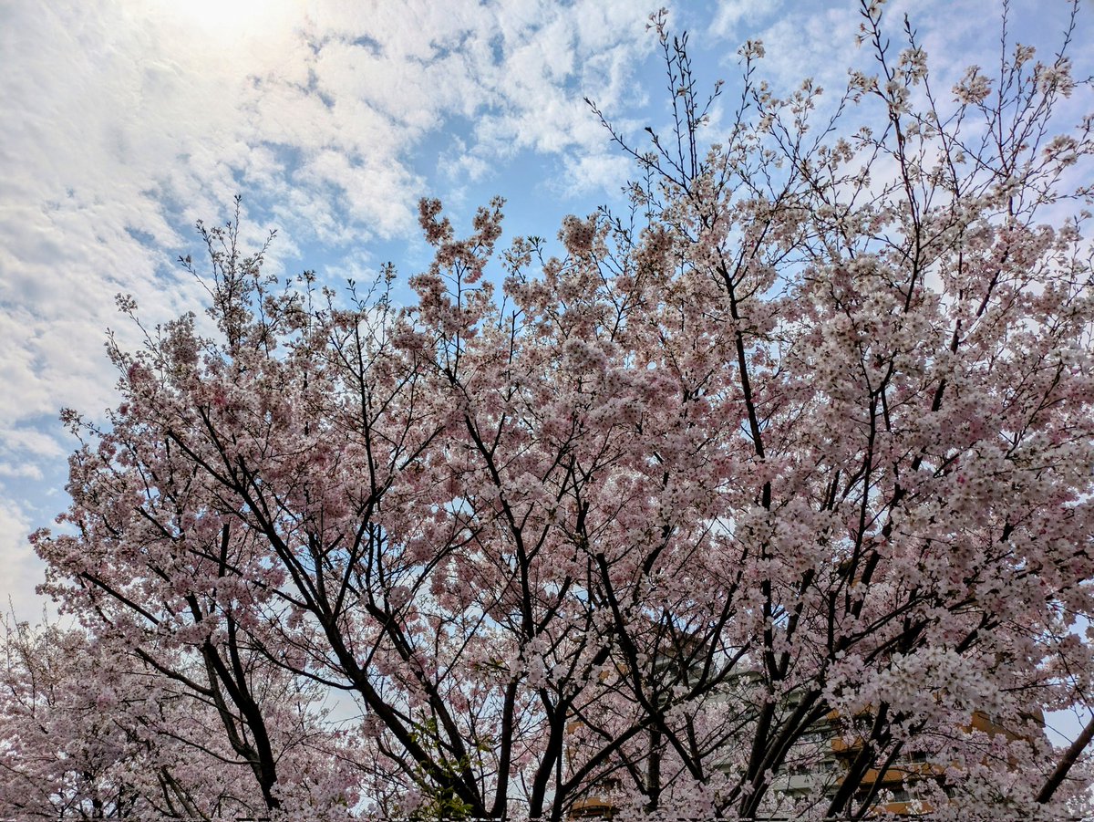 ももしょうえん🌸 tweet media