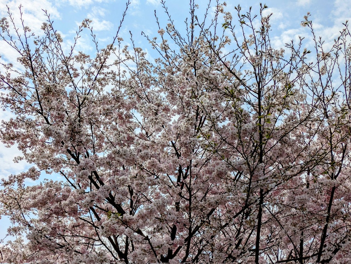 ももしょうえん🌸 tweet media