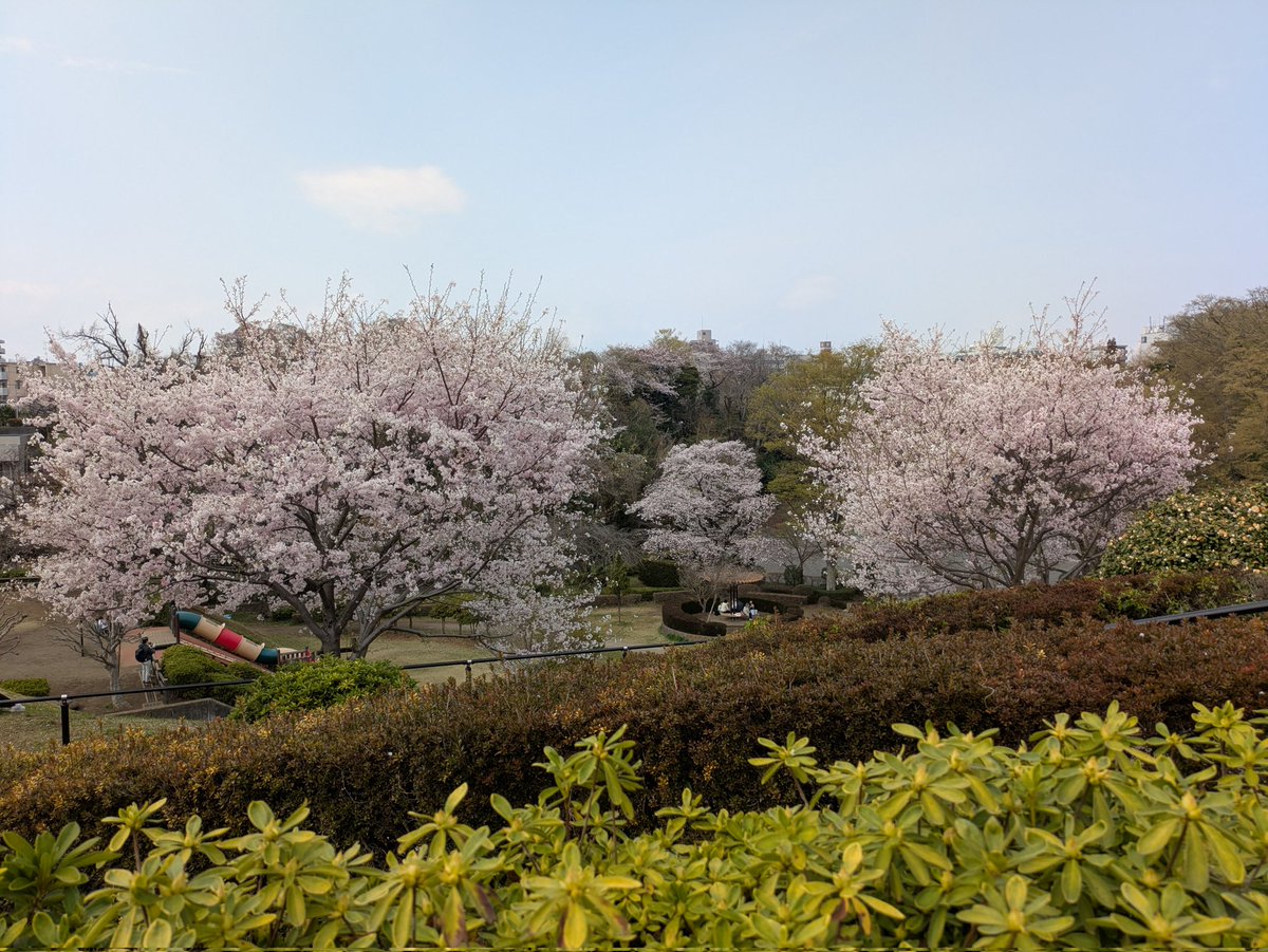 ももしょうえん🌸 tweet media