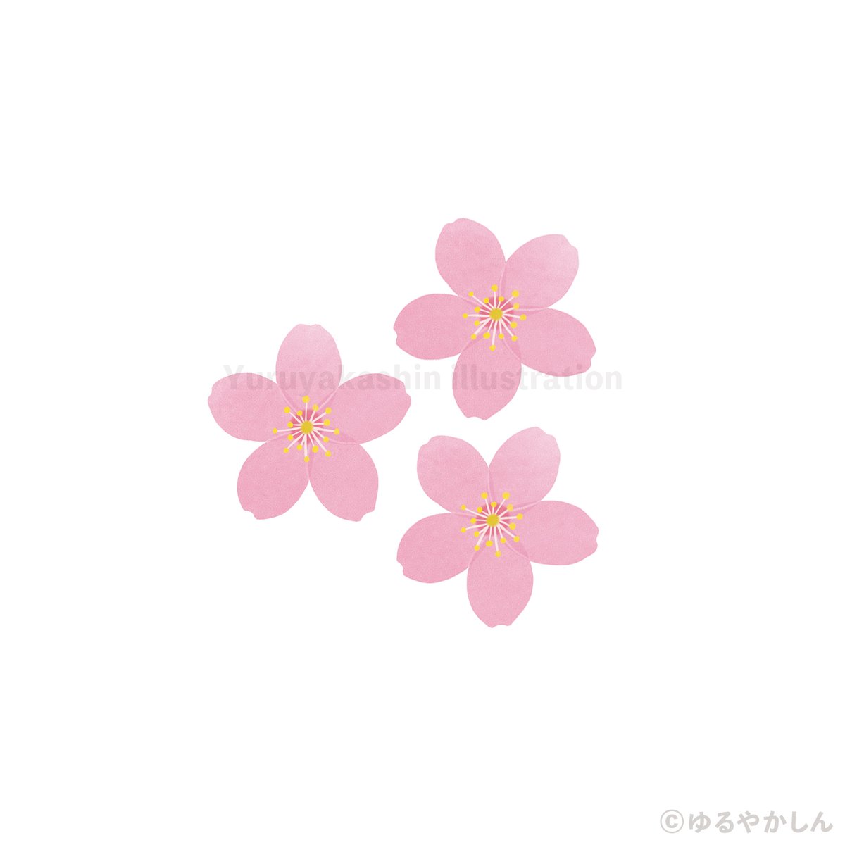 Yuruyakashin's tweet photo. 桜です🌸

昨日、都内の公園へお花見に行ってきました。
人が沢山いてとても賑やかでした。
レジャーシートを敷いてお昼ご飯を食べたり、寝転がってみたり・・・。
桜を堪能してエネルギーをチャージできて良かったです！

#桜 #花見 #illustration
#イラストレーター #イラスト #イラ通 https://t.co/HUXjtV5ufu