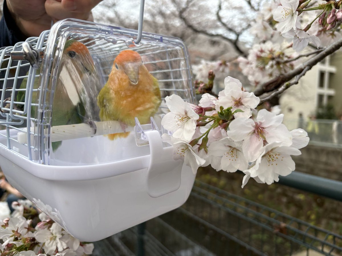 毎年恒例のちゅぼ桜散歩🌸今年はみのりも一緒に行ったよ
撮影の時だけバッグから出して移動中はバッグに入れて歩きました
#桜　#コザクラインコ