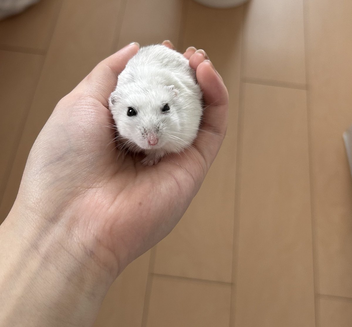 けだまの うんち丸 tweet media