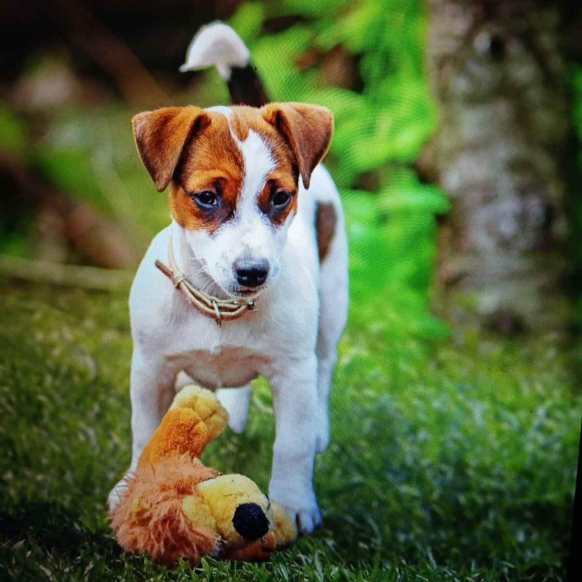 Voor iedereen een mooie maandag ☕🌻💐🐕🌷🐾🥀🍀👋