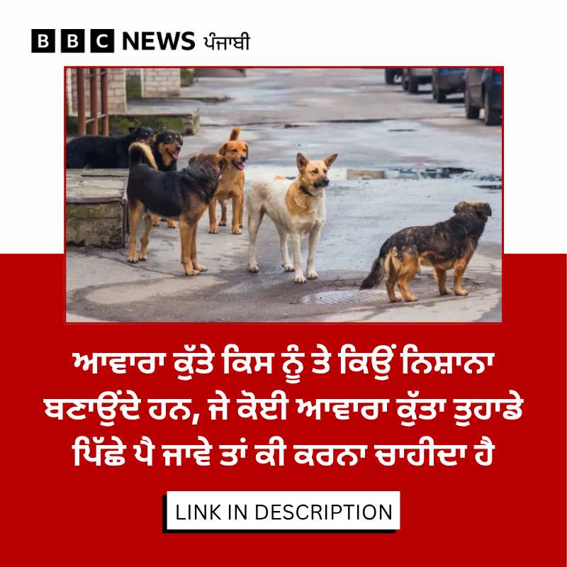 bbcnewspunjabi's tweet image. ਤੁਸੀਂ ਕਦੇ ਸੋਚਿਆ ਹੈ ਕਿ ਆਵਾਰਾ ਕੁੱਤੇ ਤੁਹਾਡੇ ਪਿੱਛਾ ਕਿਉਂ ਕਰਦੇ ਹਨ ਜਾਂ ਕੁੱਤੇ ਵਾਹਨਾਂ ਦੇ ਪਿੱਛੇ ਕਿਉਂ ਭੱਜਦੇ ਹਨ? ਆਵਾਰਾ ਕੁੱਤੇ ਕਿੰਨੇ ਘਾਤਕ ਹੋ ਸਕਦੇ, ਪੂਰੀ ਖ਼ਬਰ - bbc.in/4thUIAZ
#dogs #straydogs #animal