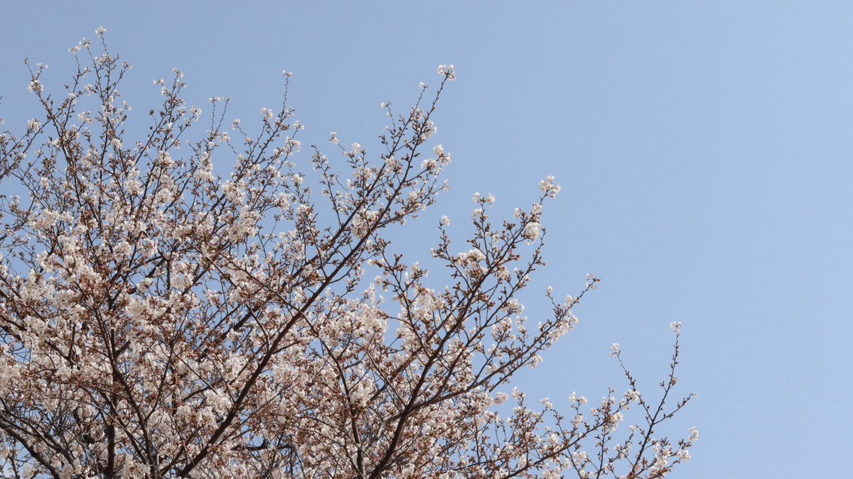 くらげうみ。🪼🌊駒海神事店　ヤフオク中 tweet media