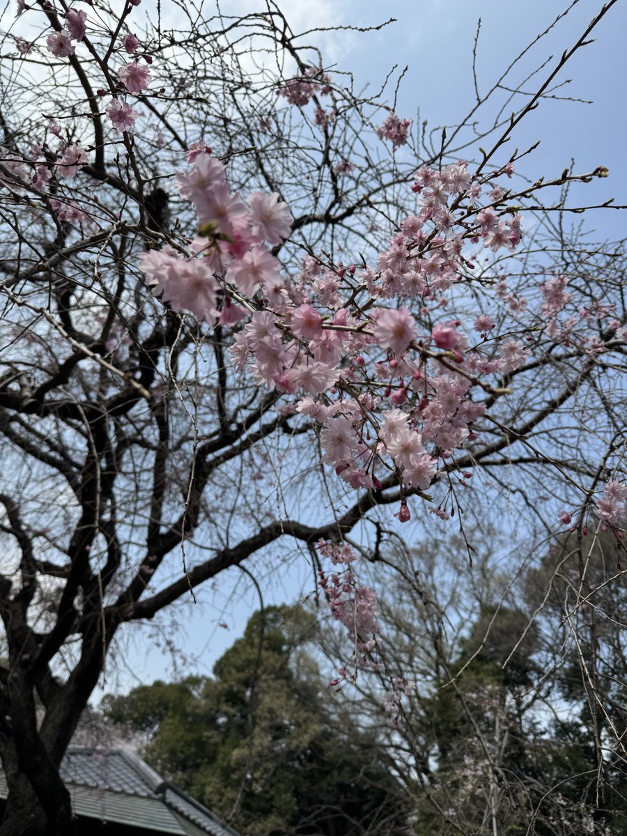 🐶かなた🦥 tweet media