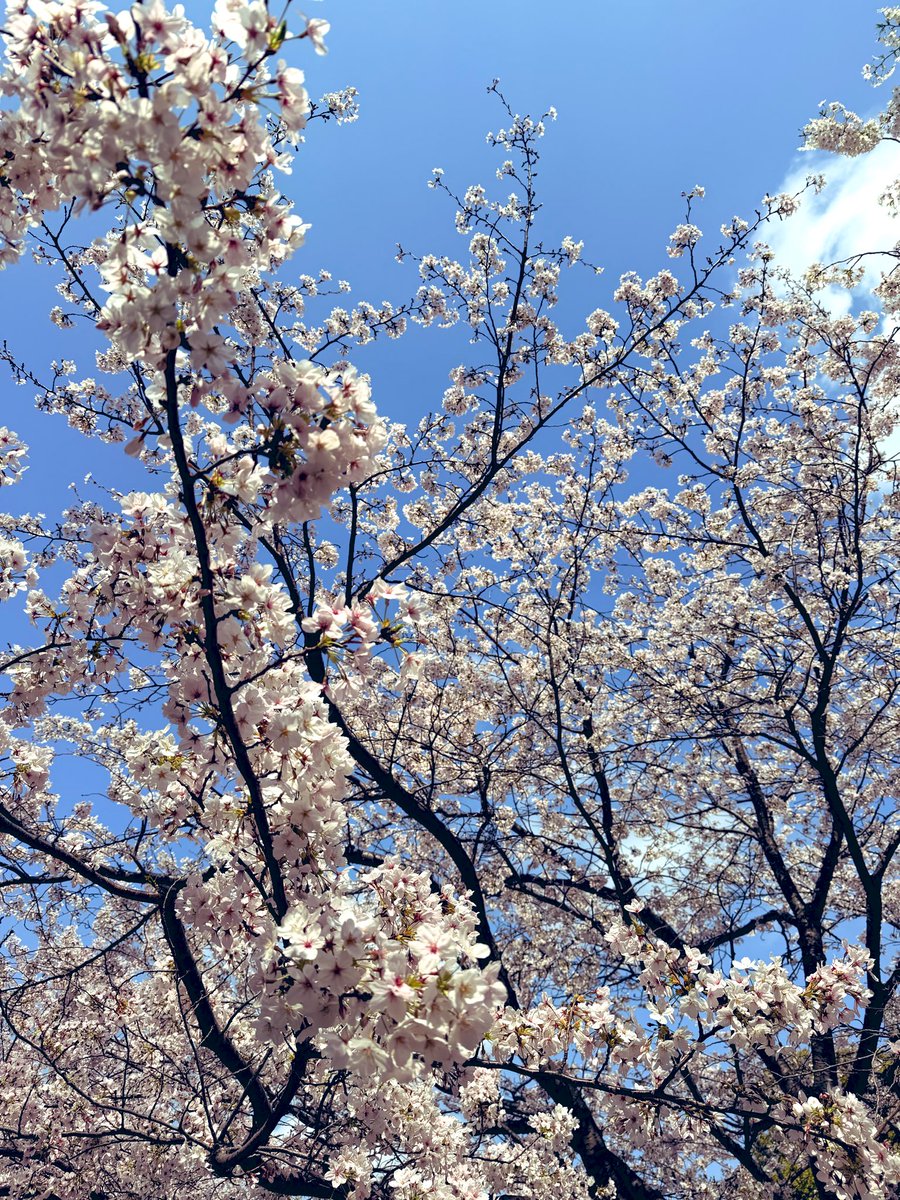 らっだぁのさぶ tweet media