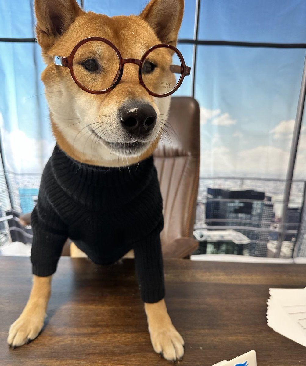 DogeDesigner tweet media