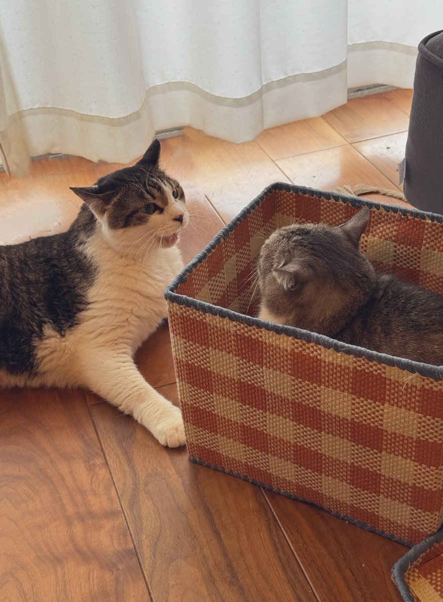 ココニャ@猫写真集、発売中！ tweet media