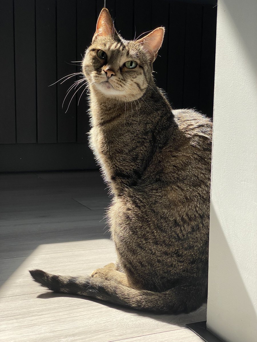 кошкобать tweet media