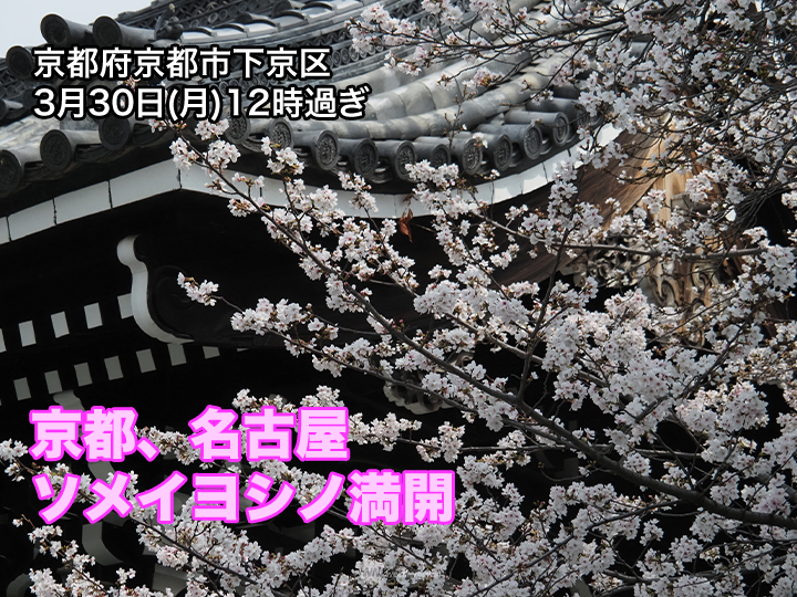 ＜満開直後に強い雨の予想＞
今日3月30日(月)、京都と名古屋でソメイヨシノが満開となりました。いずれも平年より早い観測です。
ただ、天気は下り坂で、今夜遅くから明日31日(火)は満開となって早々に試練の雨となります。
weathernews.jp/news/202603/30…
