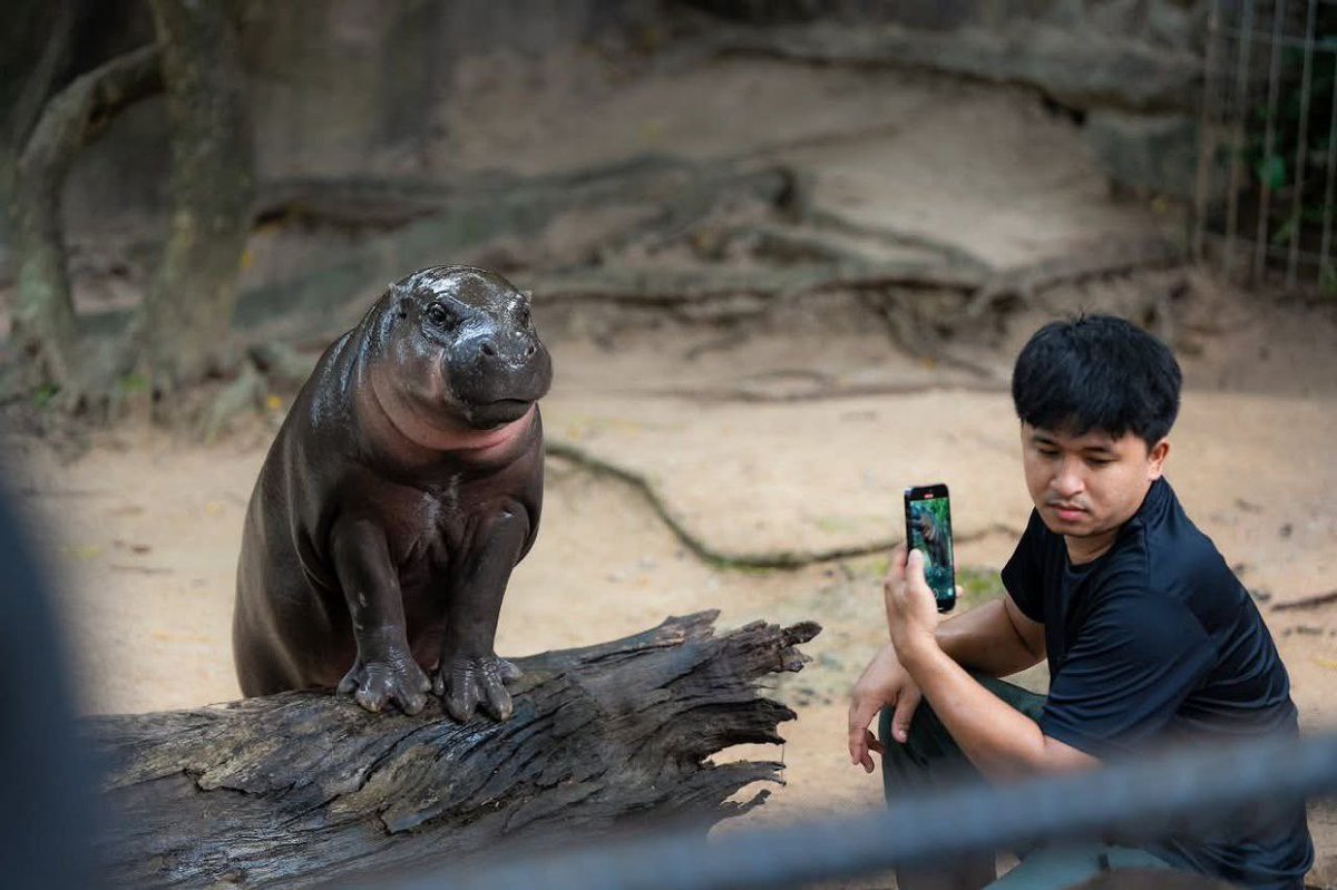 Moo Deng Community tweet media