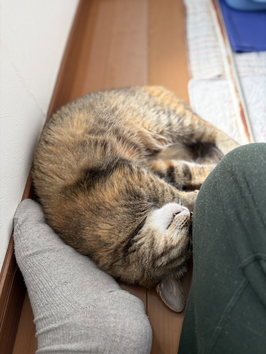 樹リューリ tweet media