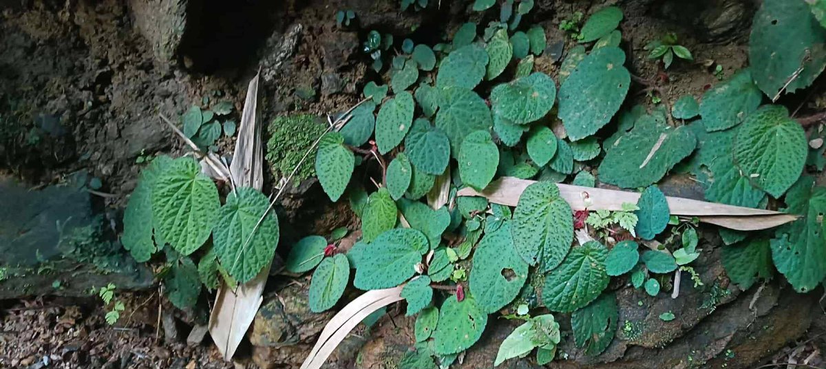 Cong Phan tweet media