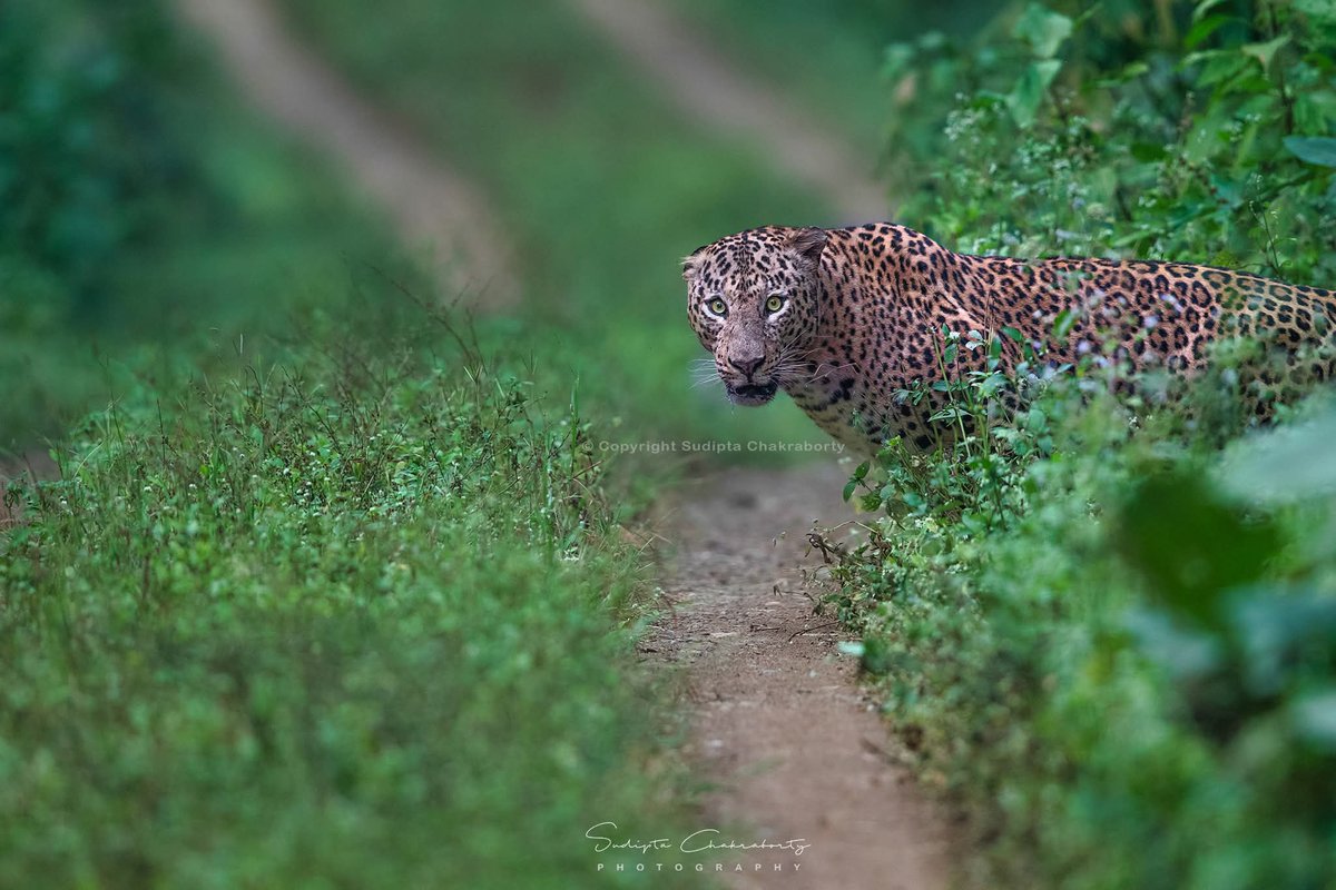 Sudipta Chakraborty Photography tweet media