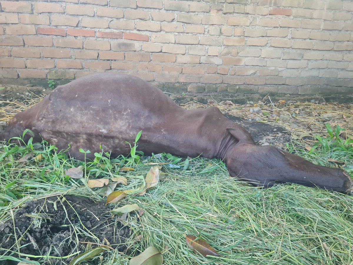 Thomas-Josephat tweet media