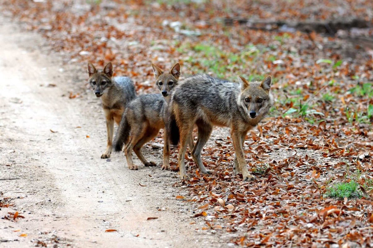 Kanha Tiger Reserve tweet media